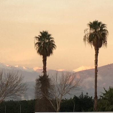 Snow and palm trees