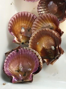 Beautiful scallop shells